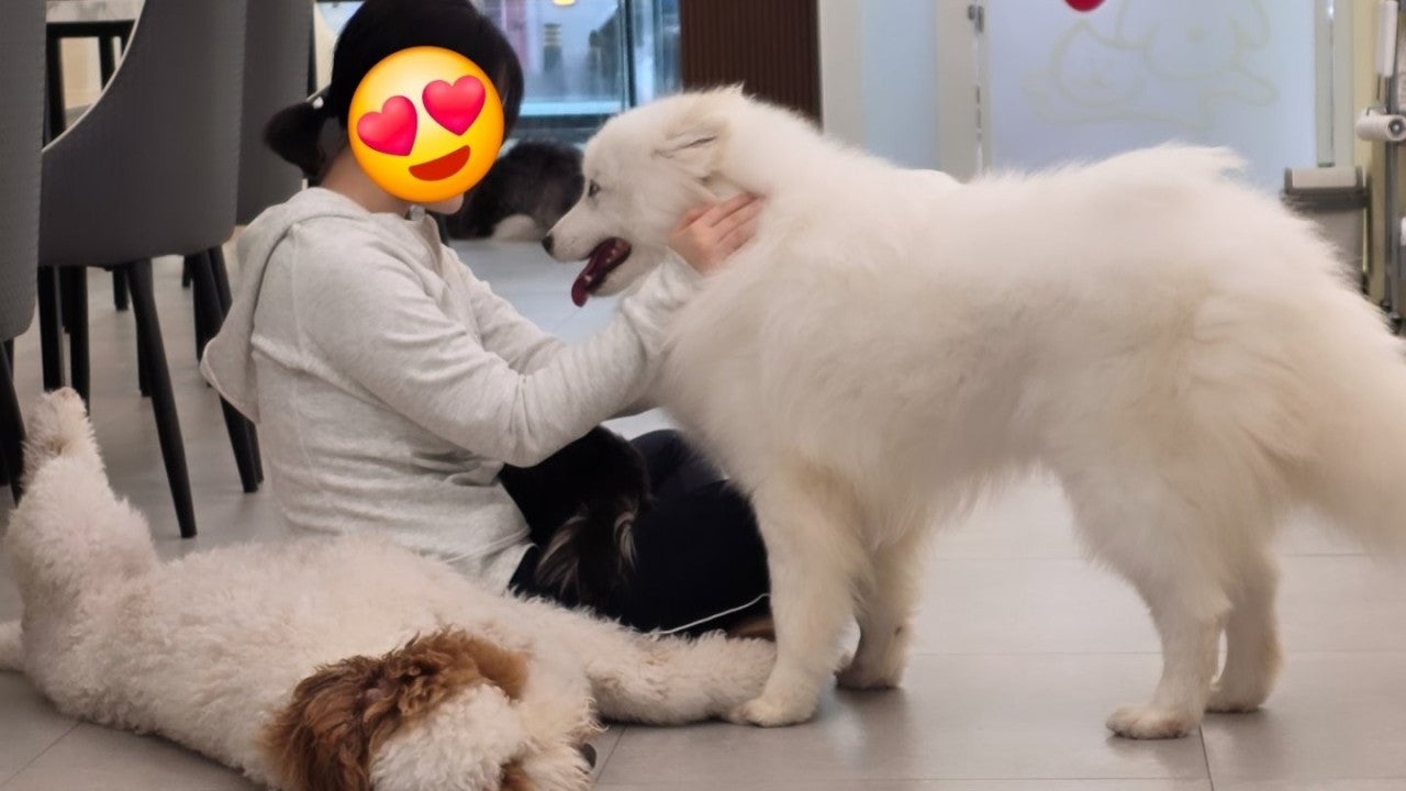 펫다방