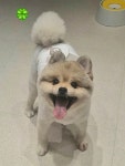 헬로우멍멍
