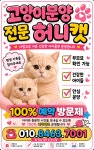 김포고양이분양 부모묘확인 허니캣