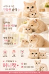 김포고양이분양 부모묘확인 허니캣