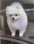 비오비 펫살롱
