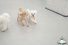 퍼피가든 강아지유치원&호텔