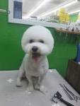 비오비 펫살롱