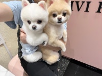 비비펫살롱