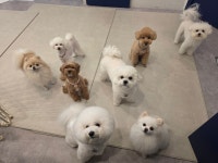 쏘스윗펫