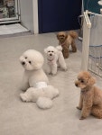 쏘스윗펫
