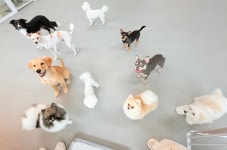 버블독스 부평공원점