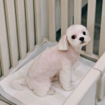 제이스그루밍