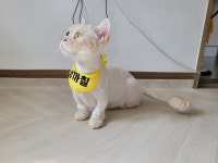 야옹아놀자 고양직영점