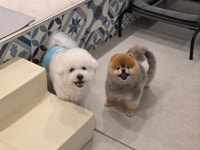 쏘스윗펫
