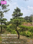 소나무농장