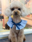 까까몽 애견미용실