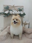 쁘띠댕댕 애견미용실