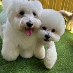 옐레드 애견유치원&애견호텔 부산용호점