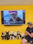 댕겨올개 애견유치원 & 애견호텔