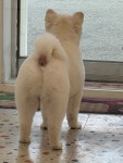 댕댕아 이리온