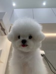 엘르퍼피