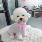개깎는중