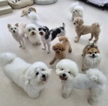 스쿨오브독