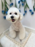 그루머제인