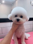 하이도그