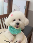 가희애견미용실&호텔