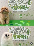 멍플 애견 유치원 호텔