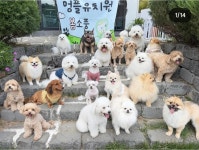 멍플 애견 유치원 호텔