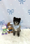 뽀몽뽀몽