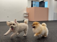 펫빌리지 애견유치원&애견호텔