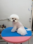 예쁠수밖개