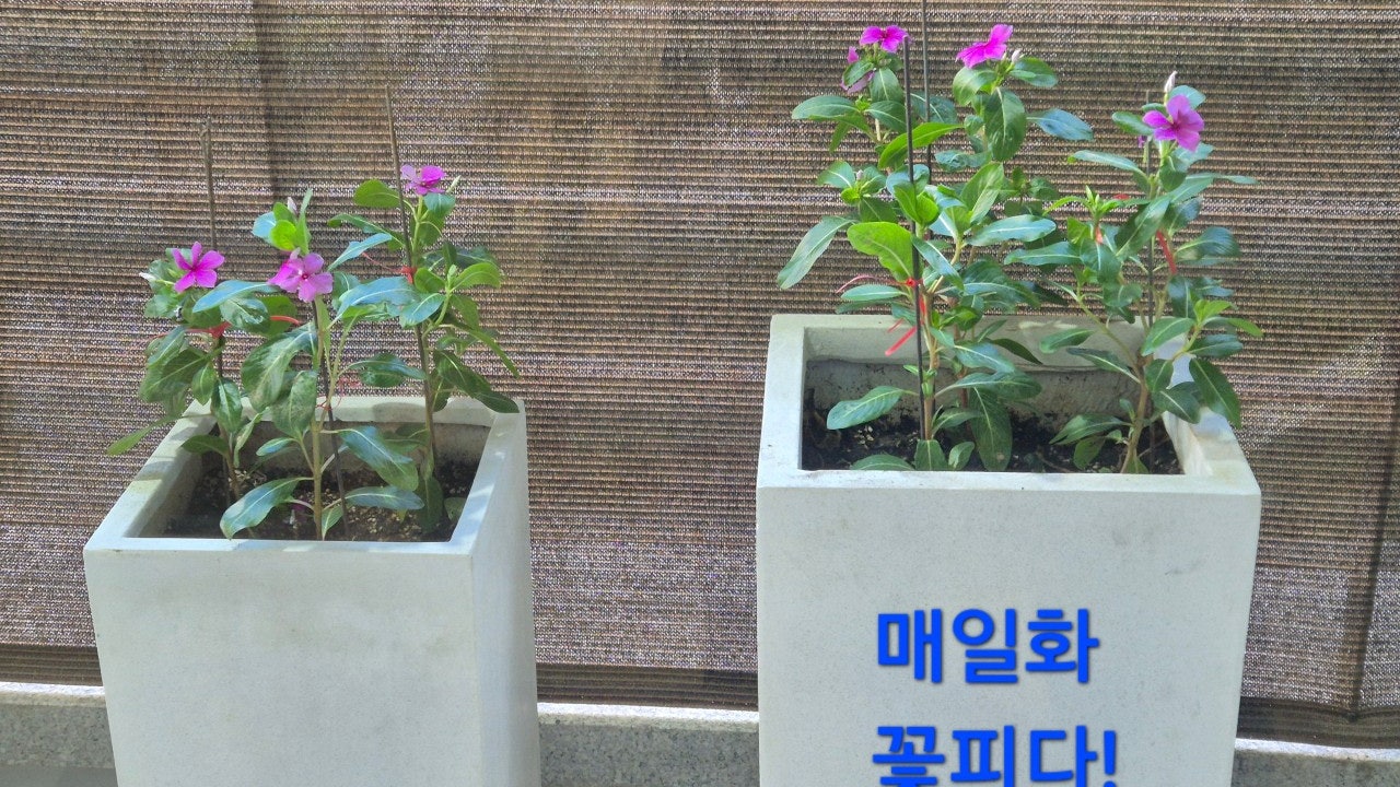 카페레파로