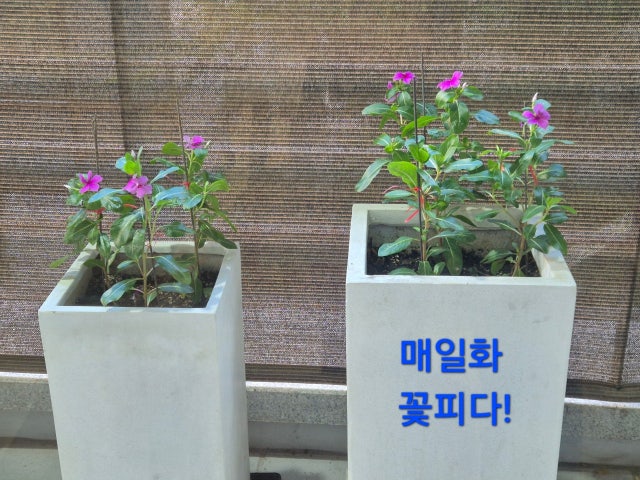 카페레파로