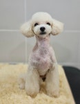 호나펫