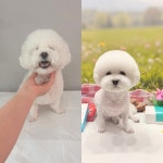 이쁘게 잘라줄개 애견미용실+애견호텔