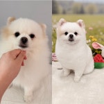 이쁘게 잘라줄개 애견미용실+애견호텔