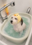 몽실펫살롱