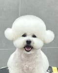 올웨이즈반려견미용실