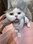 오묘고양이카페호텔미용