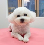 귀여븐댕