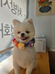 서울동물병원내미용실