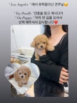 온퍼피 강아지분양 전주본점