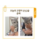 편하냥