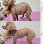 몽키펫