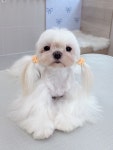 미용오개 애견미용실 영등포점