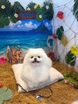 깔끔하개