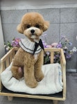 다Dog다Dog
