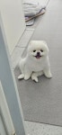 다Dog다Dog