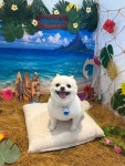 깔끔하개