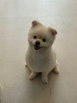 개스트살롱